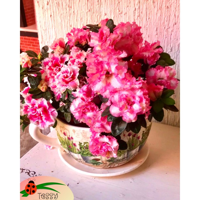 Taza Begonia tessy arreglos florales